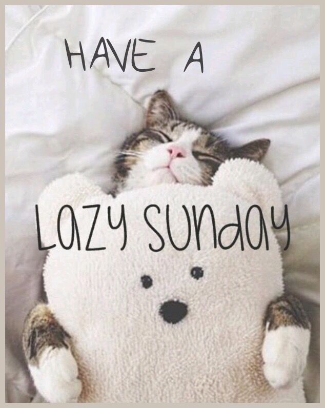 a cat laying on top of a white teddy bear with the words lazy sunday written on it