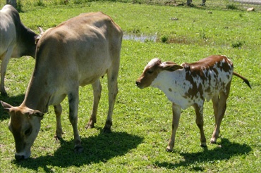 three cows are grazing in the grass near one another on a sunny day with no people around them