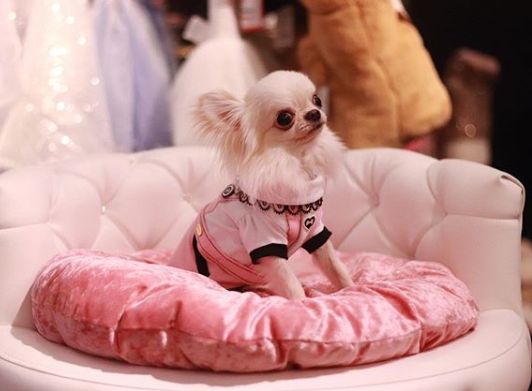 a small dog sitting on top of a pink cushion