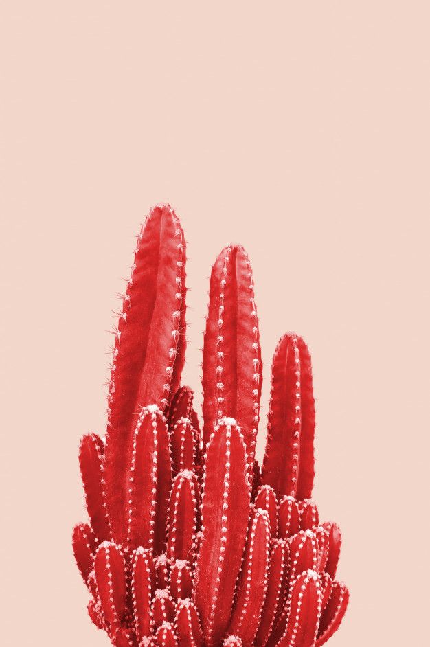 a red cactus plant in front of a pink background