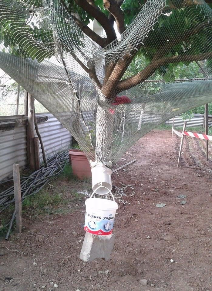 there is a plastic bottle on the ground next to a tree with netting around it