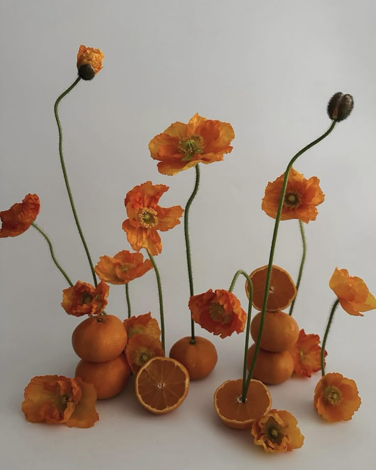 an arrangement of oranges and flowers on a white background