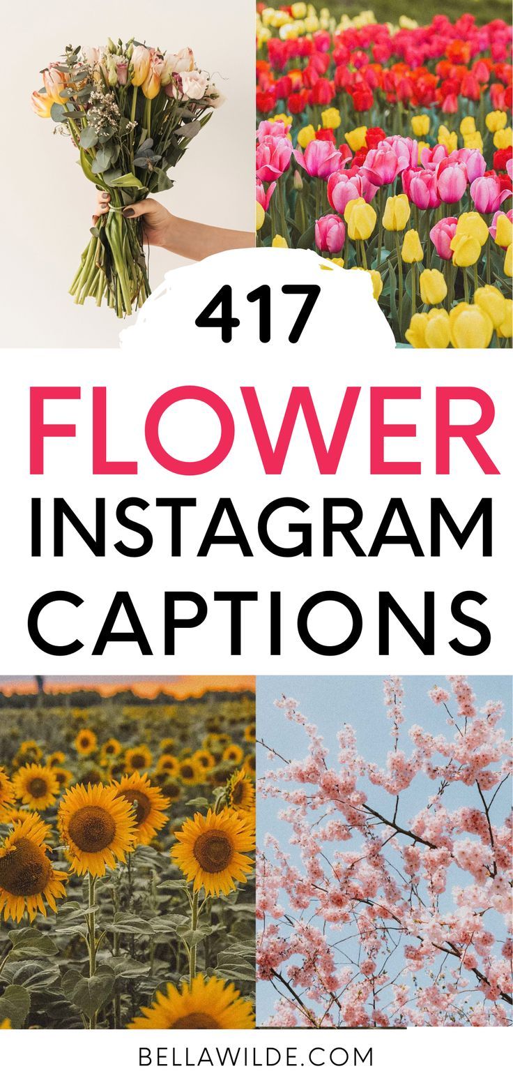 Read this post for the best flower captions for Instagram! --- aesthetic | bouquet of flowers | short captions | spring captions | summer captions | nature | flower photos Flower Post Captions, Flower Photo Captions, Floral Instagram Captions, Wildflower Instagram Captions, Flower Garden Captions For Instagram, Flower Field Instagram Captions, Botanical Garden Captions, Flower Post Instagram Story, Caption For Garden Pictures