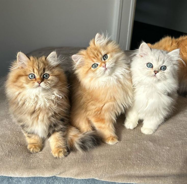 three cats sitting on top of a bed next to each other