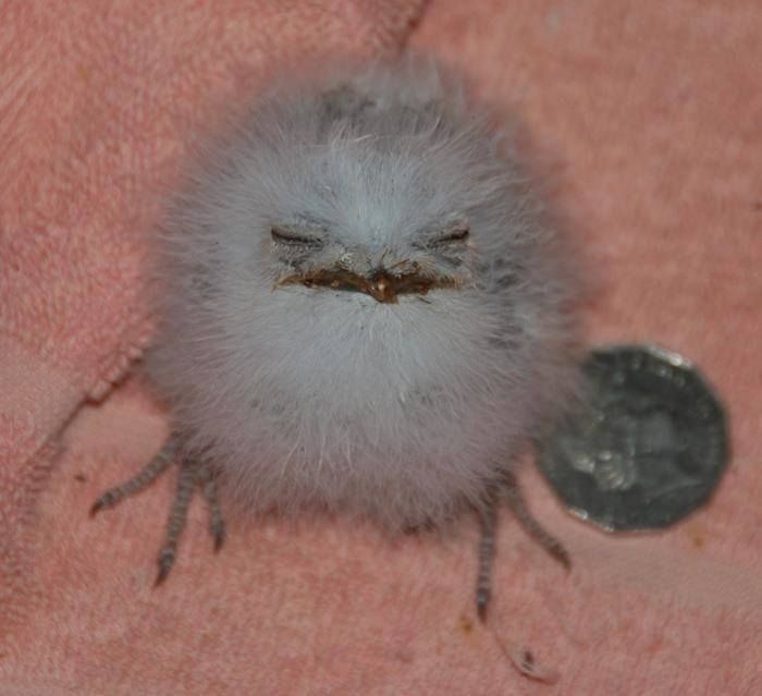 a baby bird is sitting on a pink towel