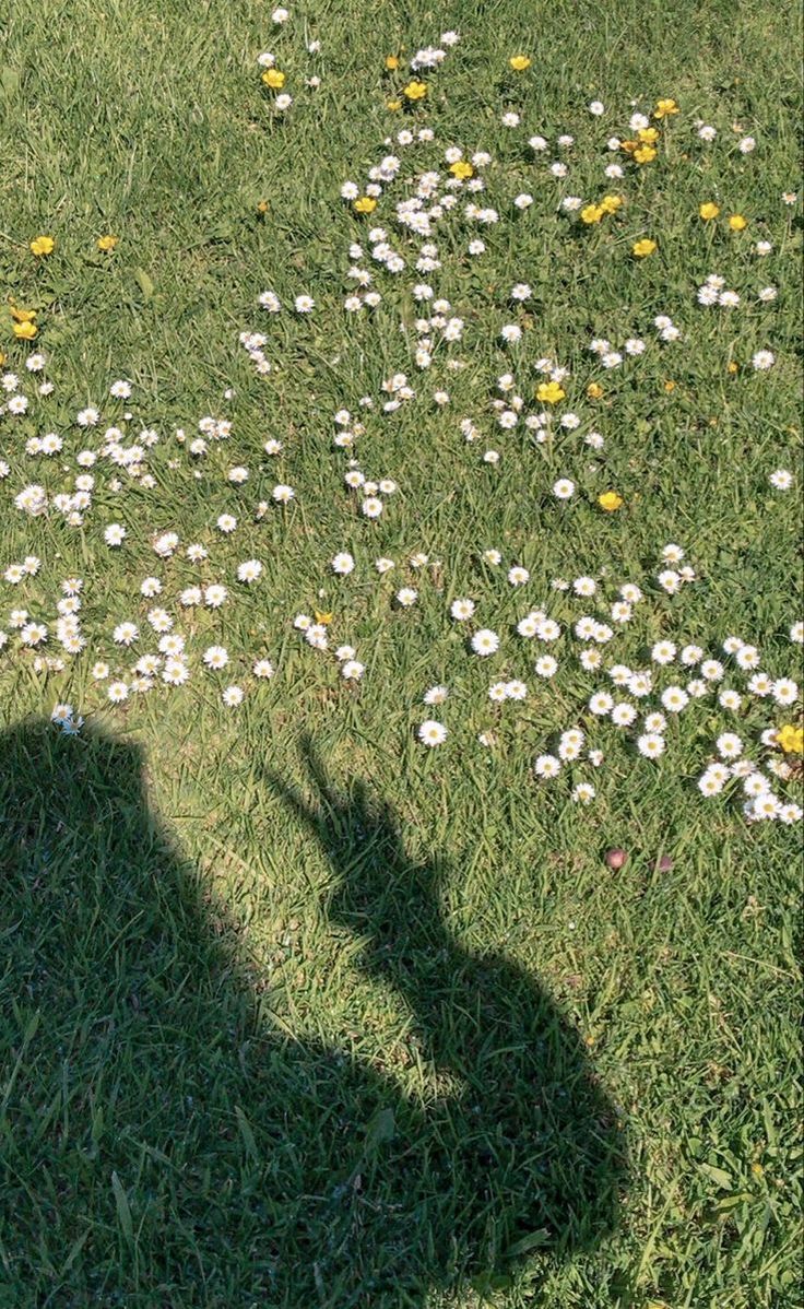 the shadow of a person holding a frisbee in front of some daisies