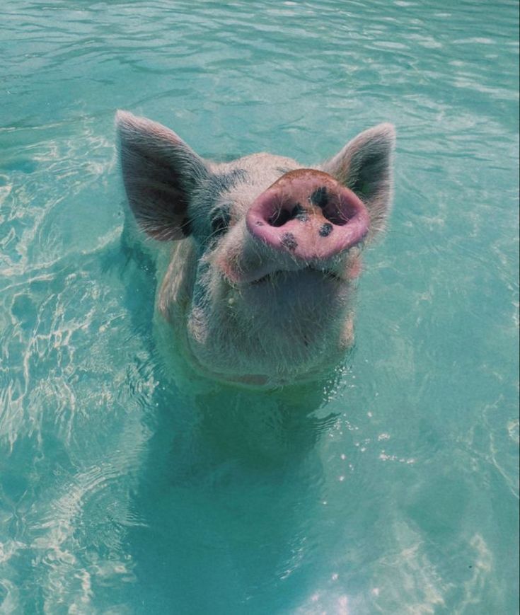 a pig swimming in the water with its mouth open