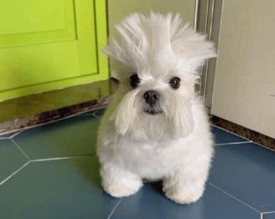 a small white dog sitting on top of a blue tile floor next to a green door