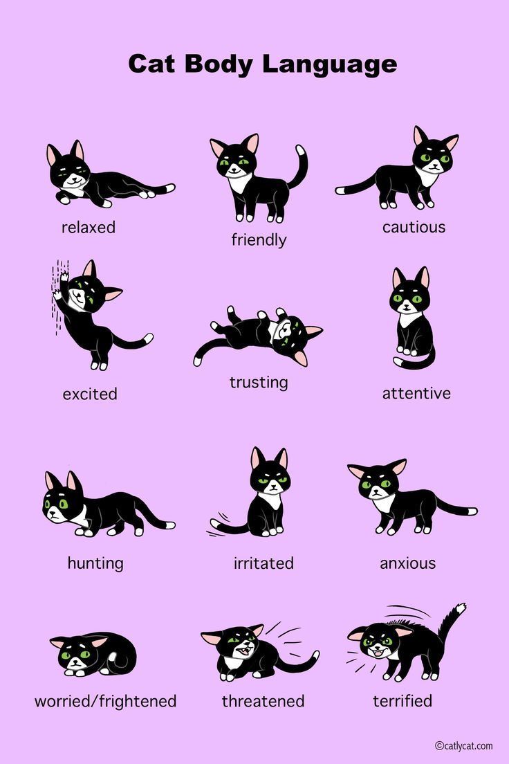 the cat body language chart is shown in black and white