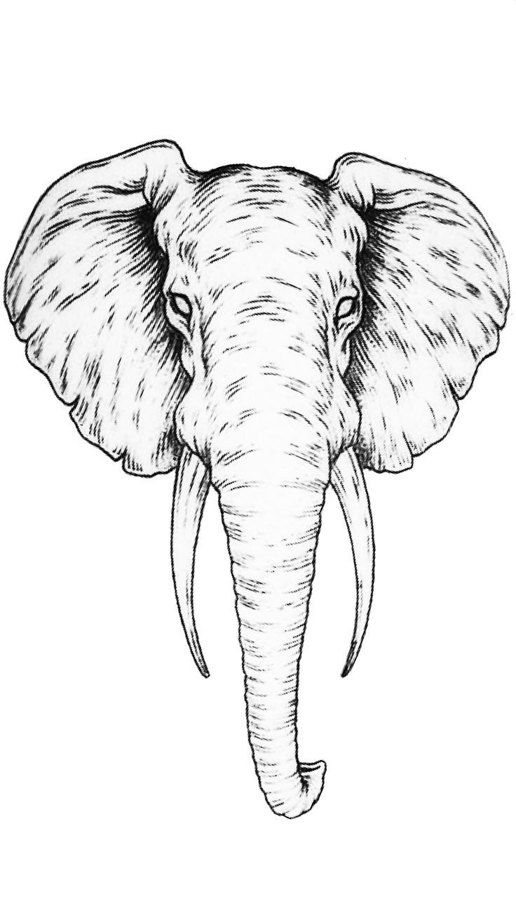 an elephant's head with tusks and ears drawn in black ink on white paper