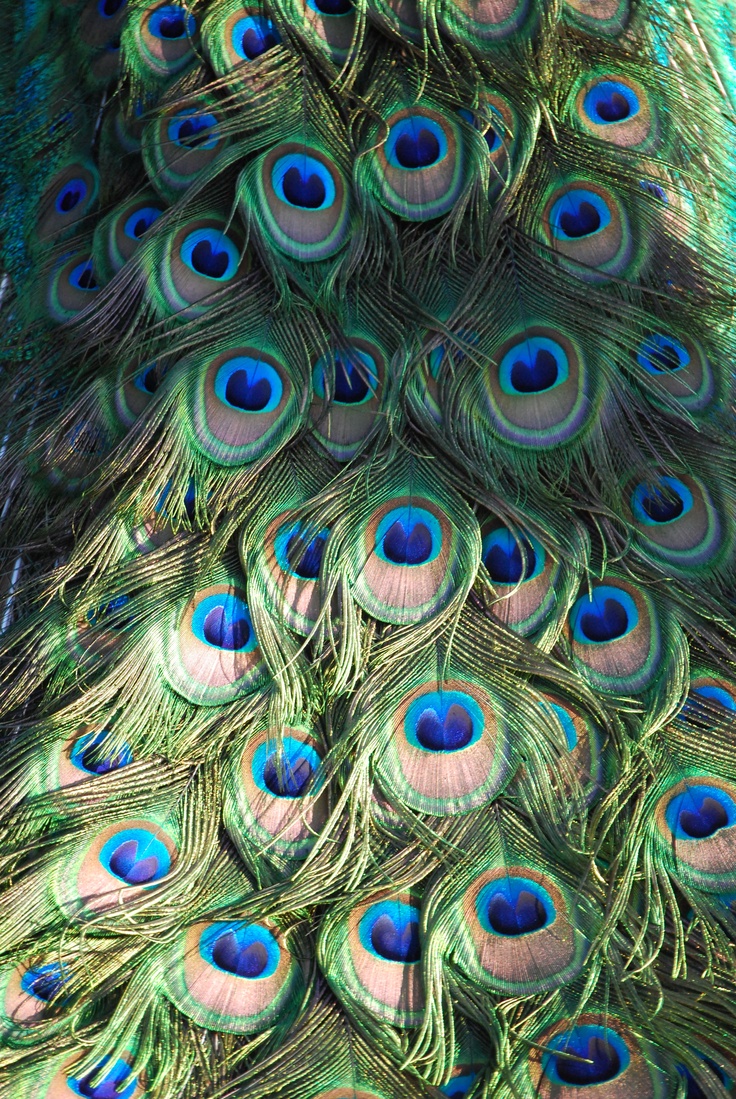 peacock feathers with blue and green colors spread out