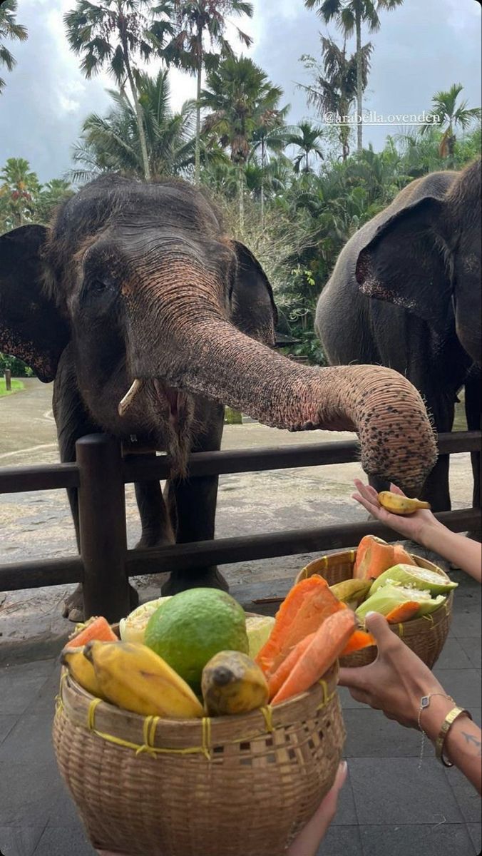 two elephants standing next to each other in front of a basket filled with fruits and vegetables