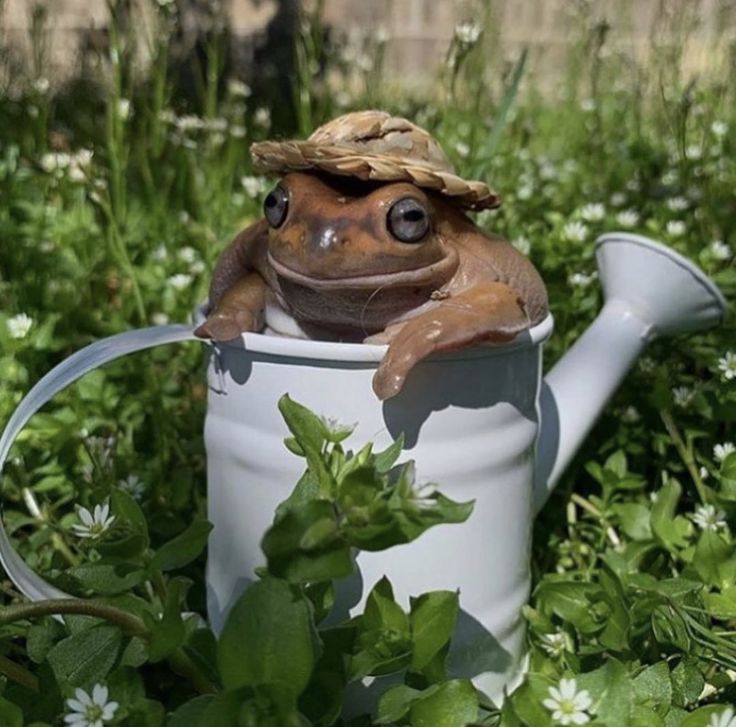 a frog is sitting in a watering can