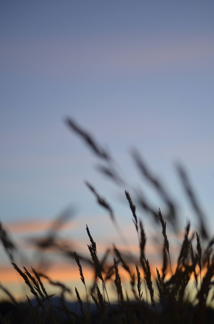 the sun is setting behind some tall grass