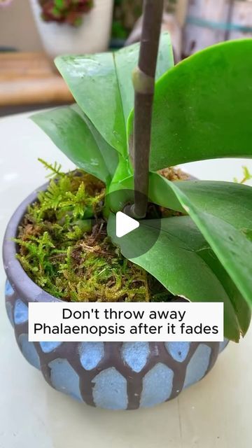 maggieisfree on Instagram: "If you are an orchid lover (like me) here is a handy tip. 

#intheknow 
#gardening 
#gardeningtips 
#cheers 
#beauty 
#liveplants 
#orchids 
#orchidlover 
#orchidlovers 
#adaywithmaggielind" Plant Garden Ideas, Indoor Plant Garden, Propogating Plants, Horticulture Therapy, Propagate Plants, Orchid Plant Care, Household Plants, Growing Orchids, Plant Hacks