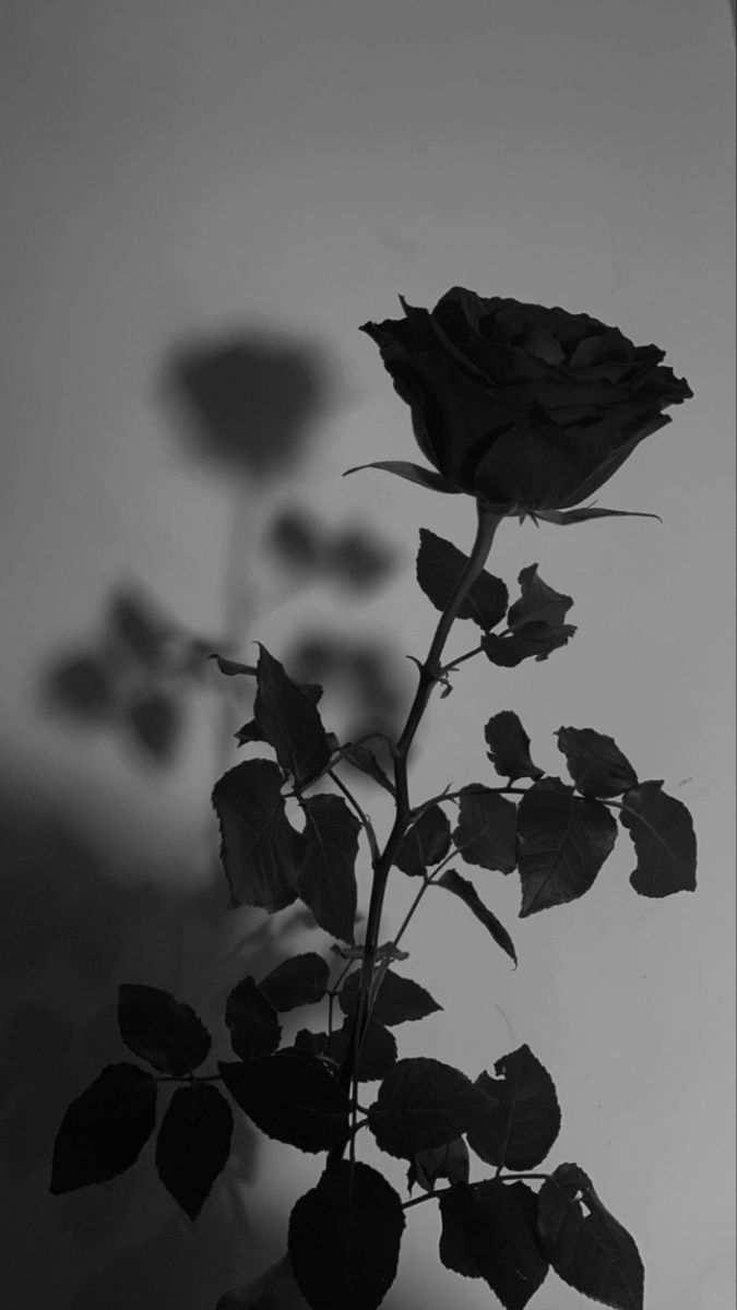 a black and white photo of a single rose