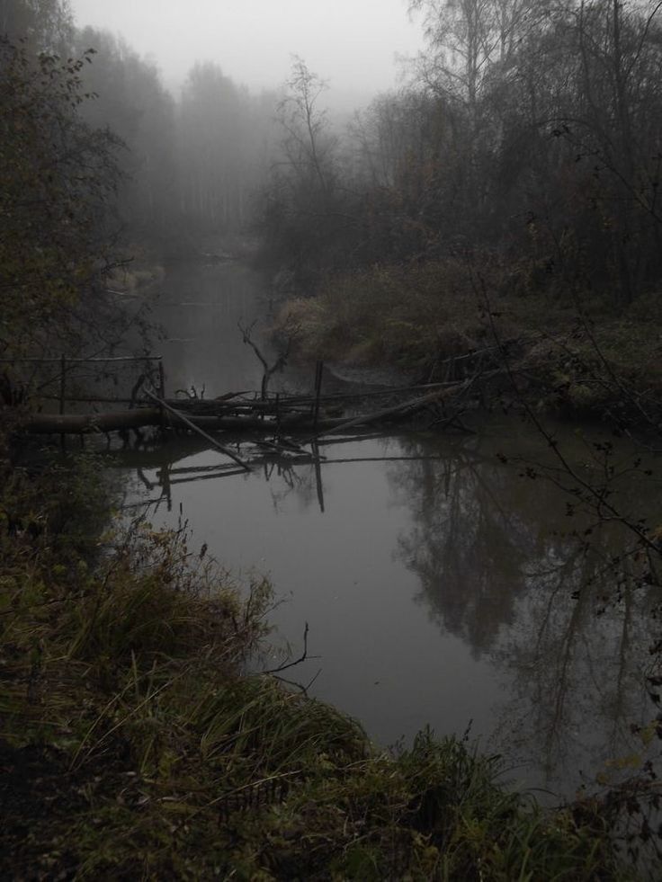 a body of water surrounded by trees in the middle of a foggy forest with fallen branches