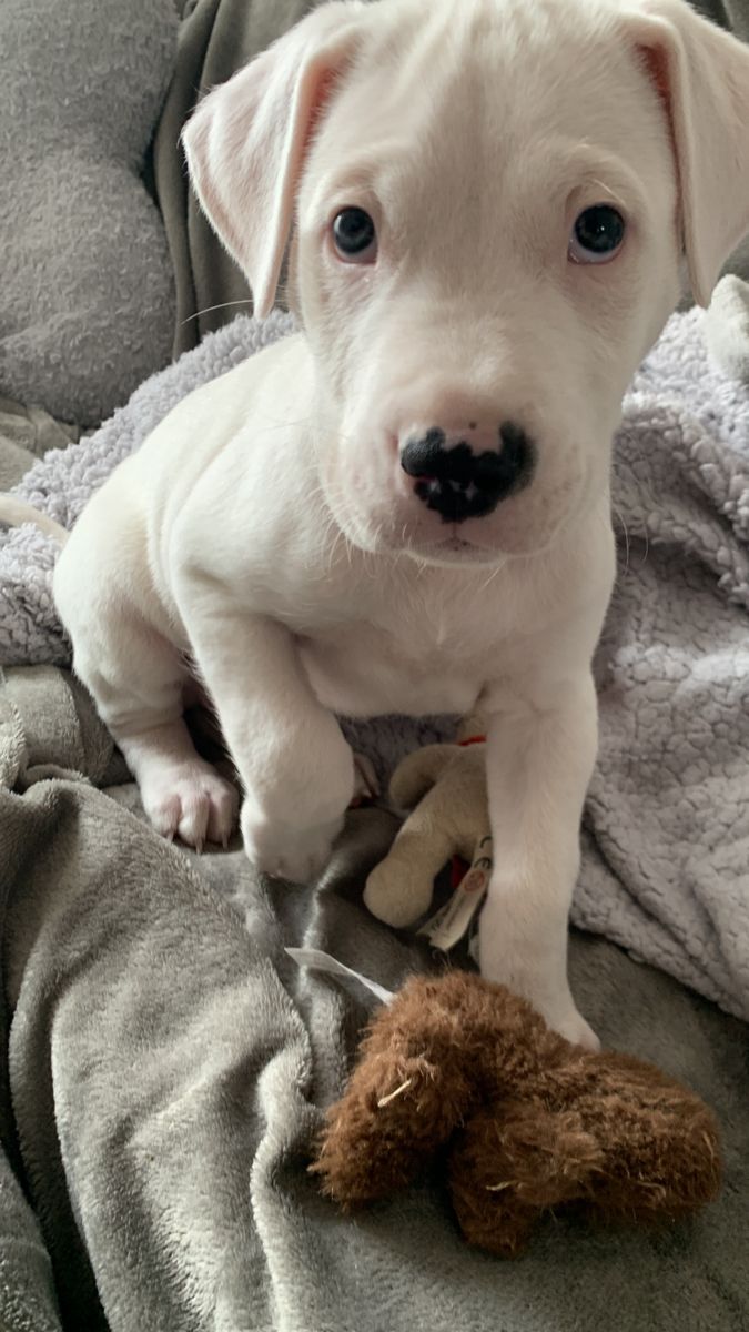 a white puppy sitting on top of a bed next to a teddy bear