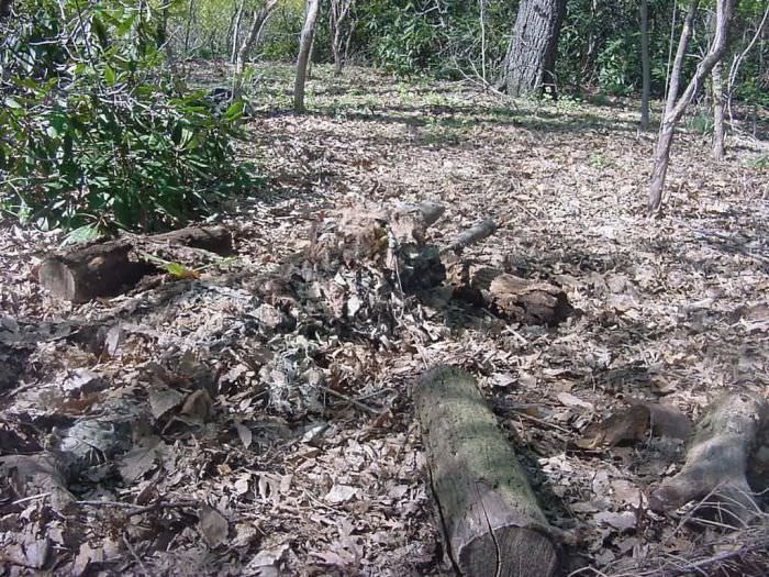 a pile of wood sitting in the middle of a forest