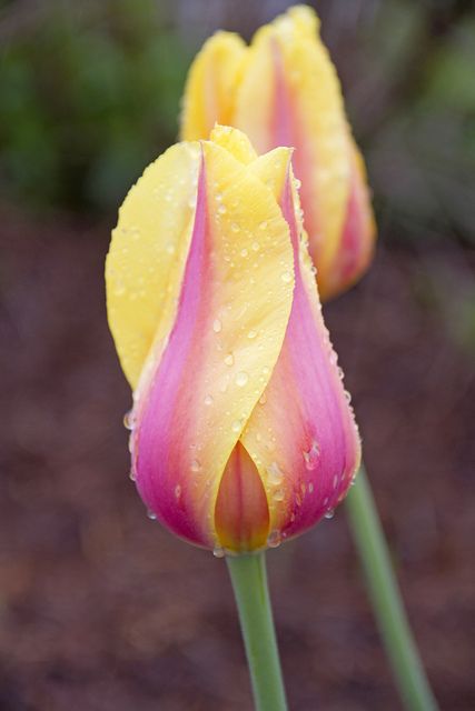 two yellow and pink tulips with drops of water on them in the garden