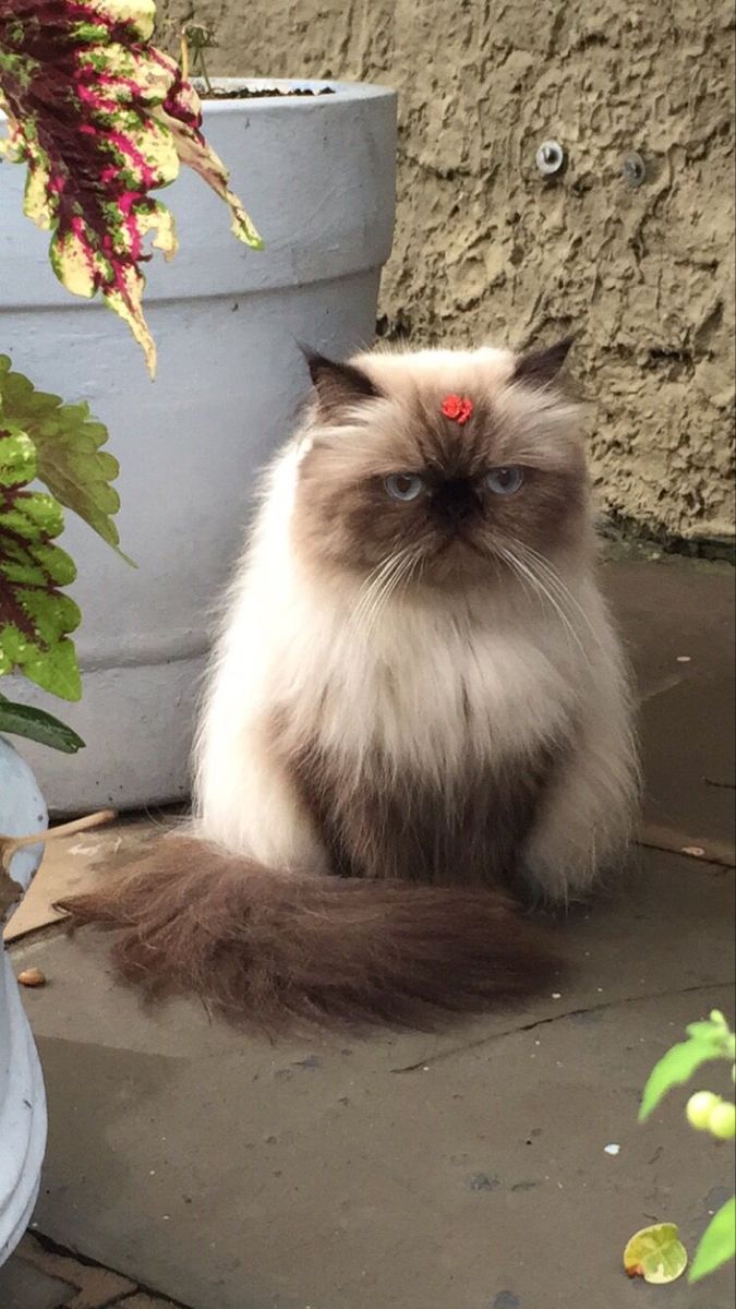 a cat sitting on the ground next to a potted plant