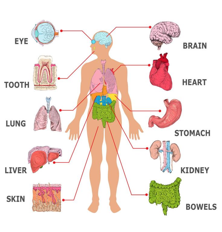 the human body and its major organs are labeled in this diagram, which shows the main parts