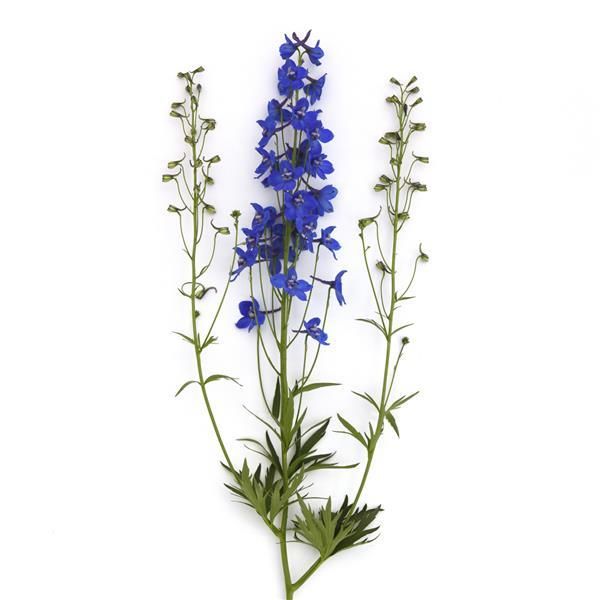 blue flowers on a white background with green stems