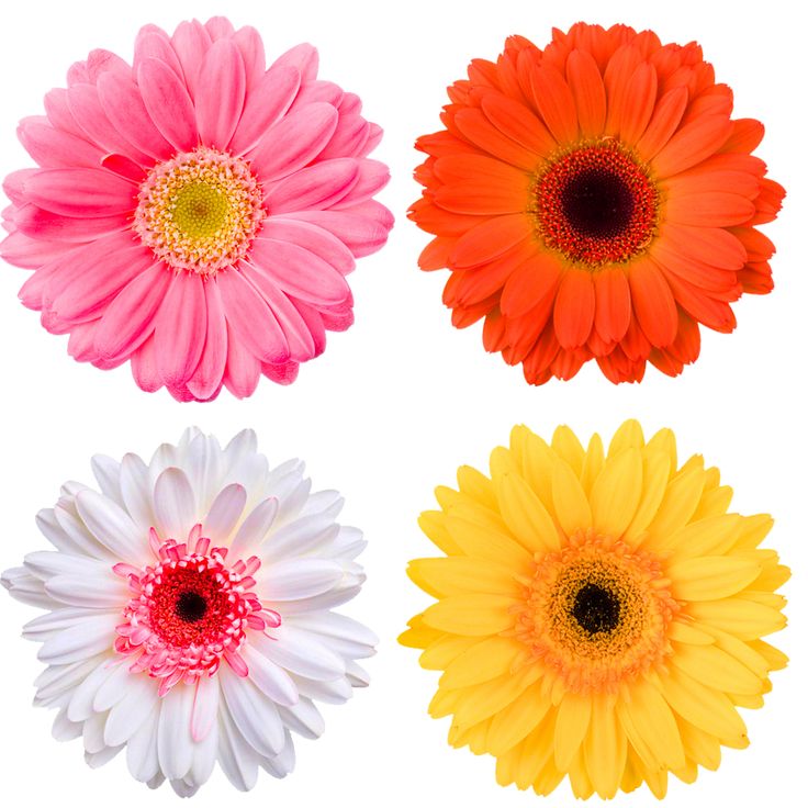 four different colored gerberia flowers on a white background