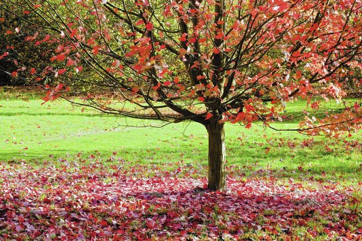 a tree with red leaves on it in the middle of a grassy area surrounded by grass and trees