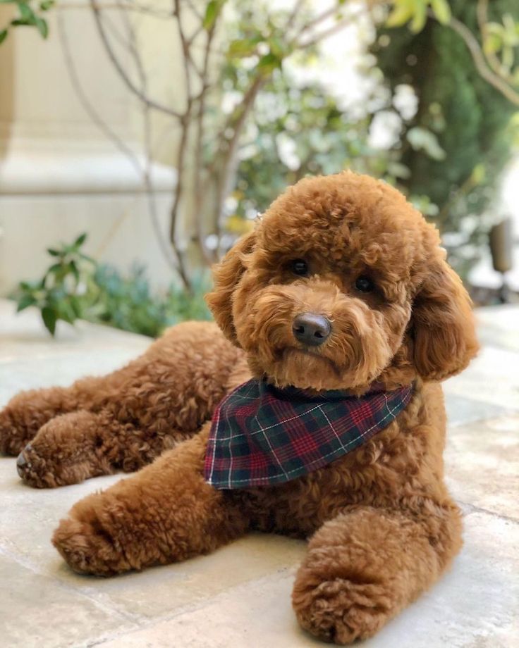 a brown poodle laying on the ground wearing a bandana and looking at the camera