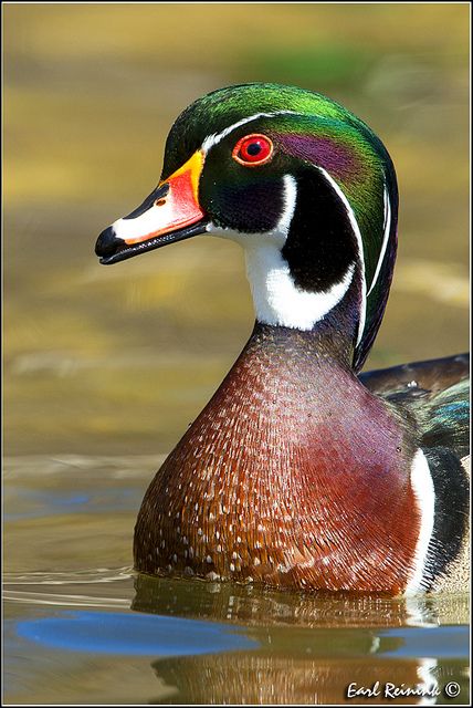 a close up of a duck in the water