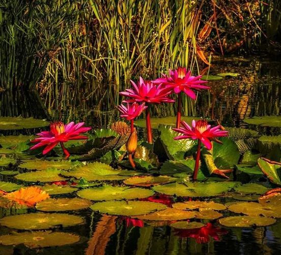 pink water lilies are blooming in the pond