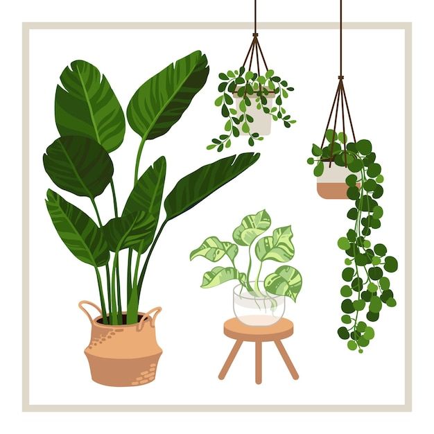 three potted plants hanging from hooks on a white wall next to a small table