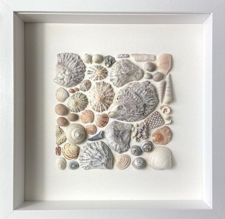 a white frame with various seashells in it