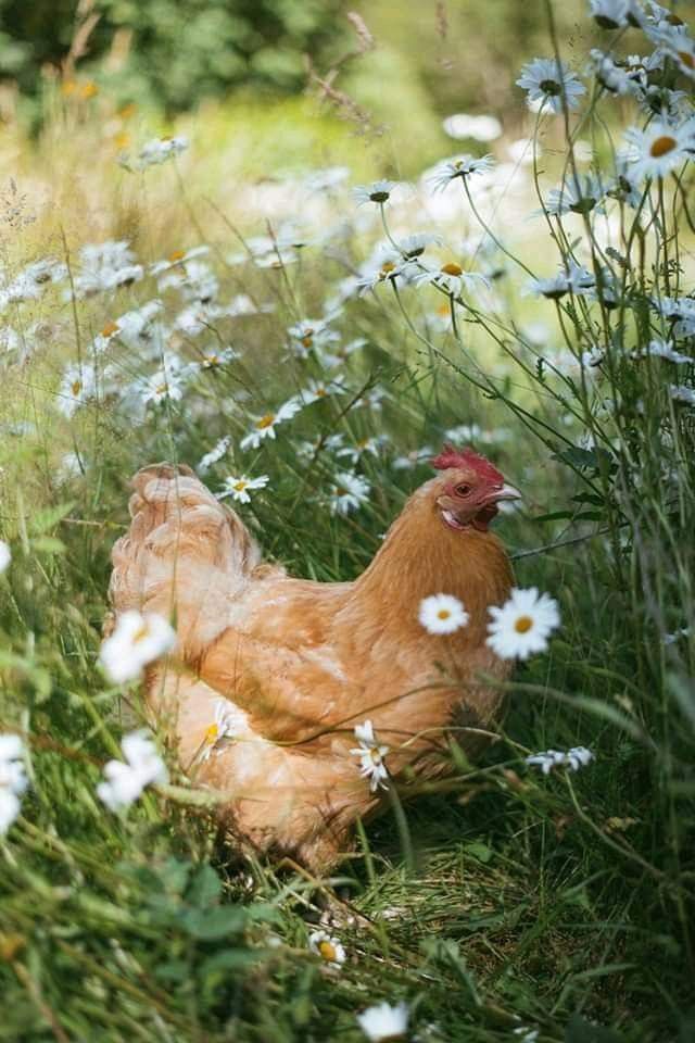 a chicken laying in the grass surrounded by daisies and wildflowers with white flowers