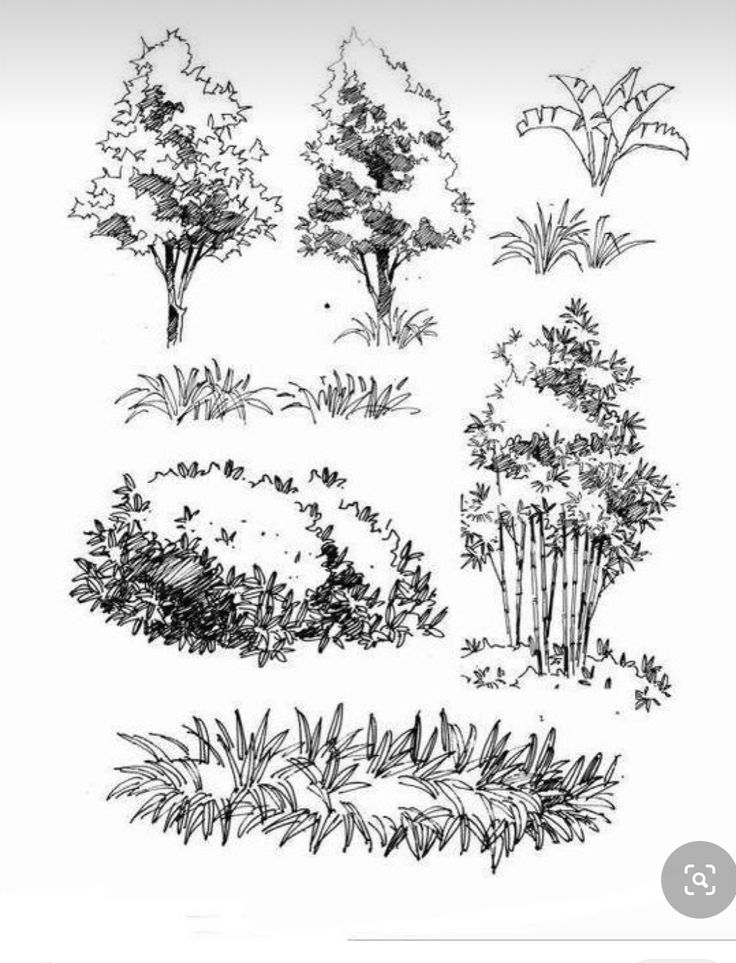 an ink drawing of trees and bushes