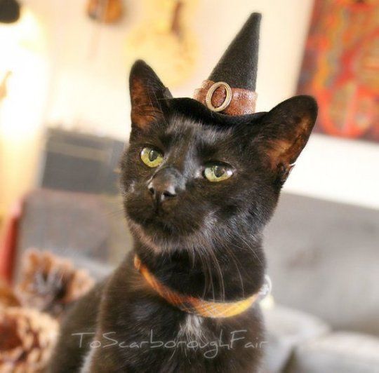 a black cat wearing a witches hat on top of it's head and looking at the camera