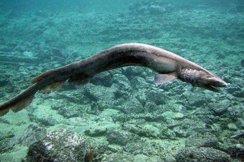 an animal that is swimming in the water near some rocks and corals with it's mouth open