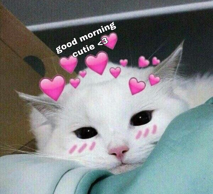 a white cat with pink hearts on its head