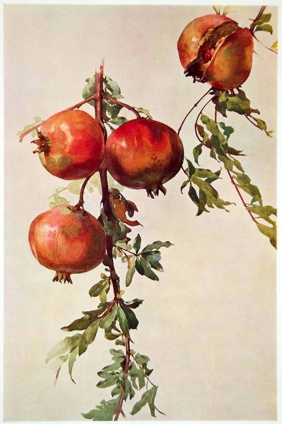 a painting of pomegranates hanging from a branch with leaves and buds