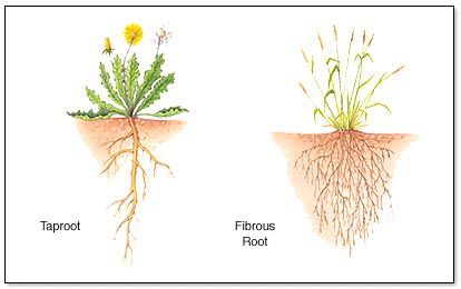 three different types of plants and their roots