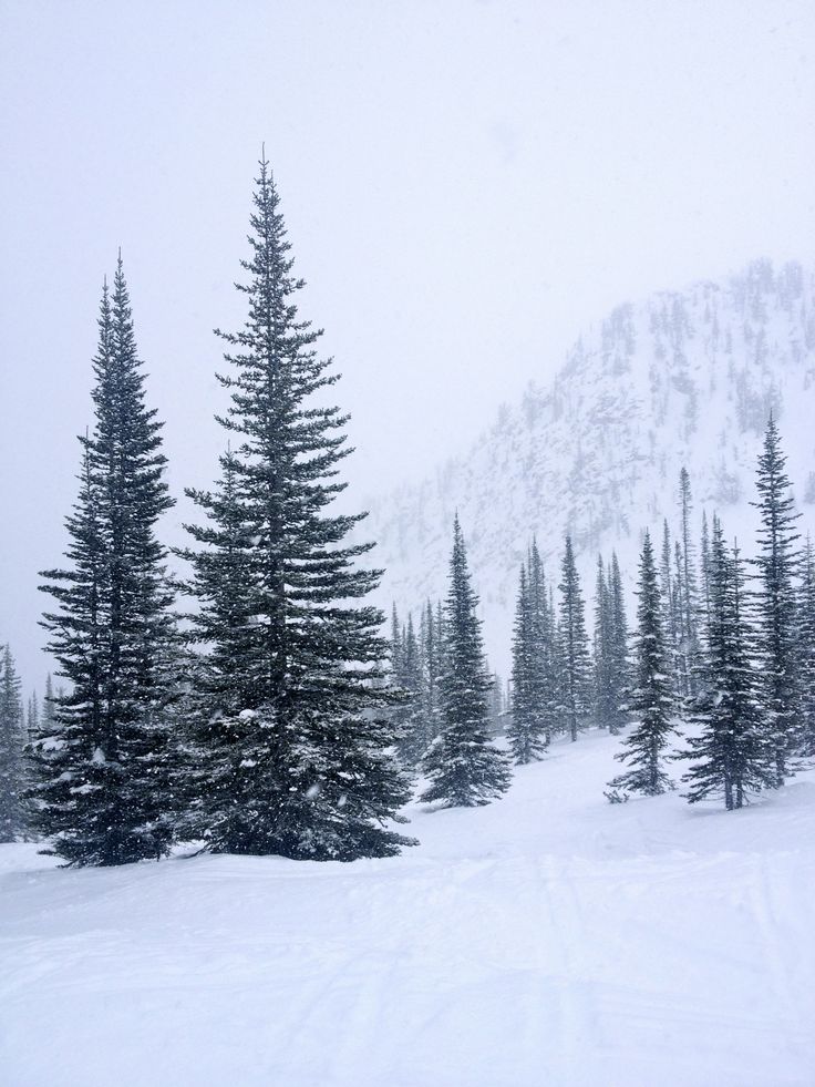 a snow covered mountain with pine trees in the foreground