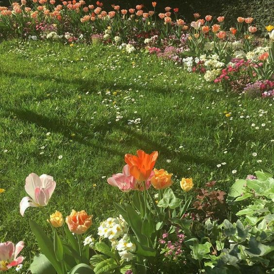 a field full of colorful flowers next to a forest