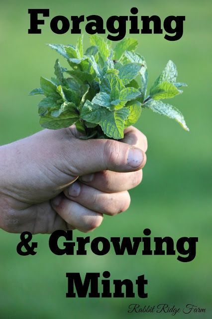 a hand holding a plant with the words foraging and growing mint