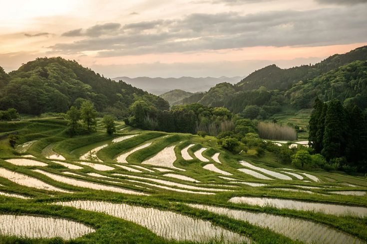 an image of rice fields in the countryside at sunset or sunrise with mountains in the background