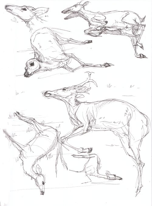 three deers are running and jumping in the same direction