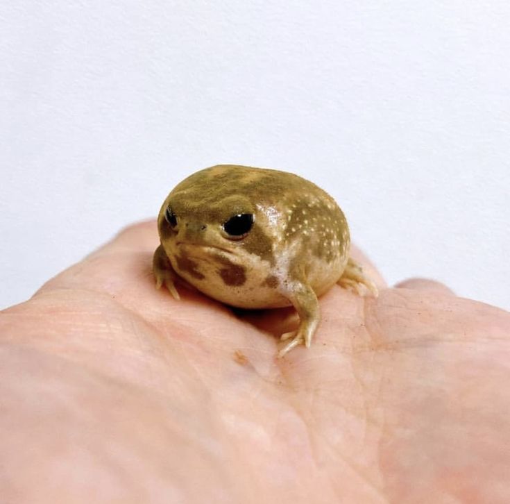 a small frog sitting on top of someone's hand