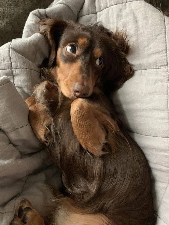 a brown and black dog laying on top of a bed