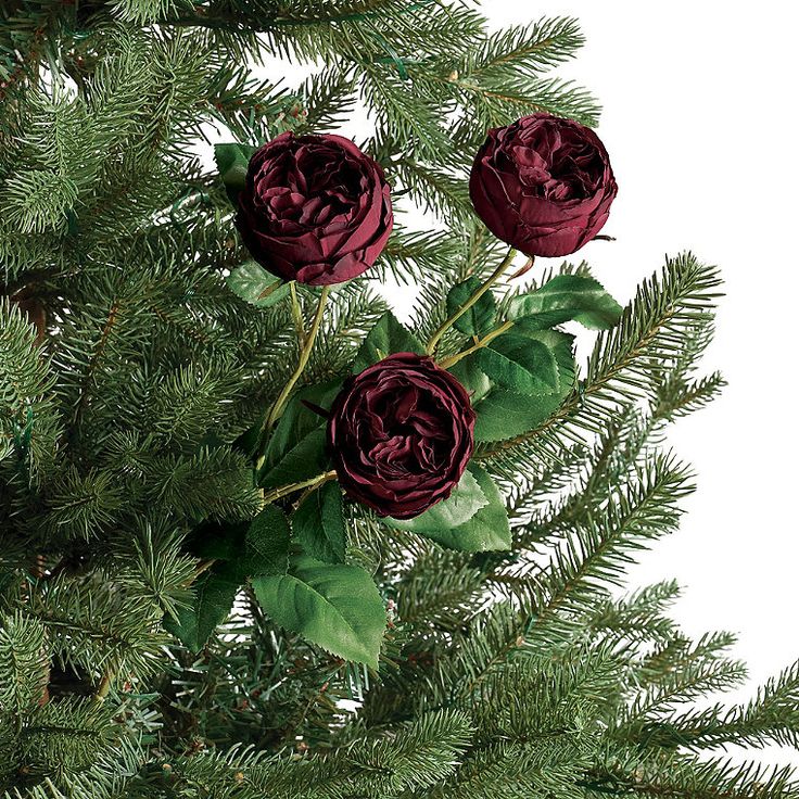 three red roses sitting on top of a green tree branch with leaves and branches around them