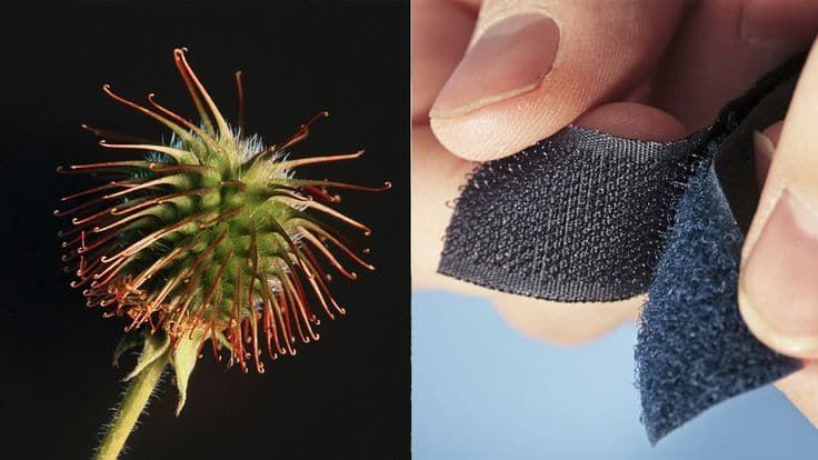 two pictures one with a dandelion and the other with a piece of cloth